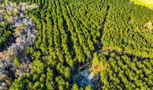 Photo #42 of SOLD property in 2729 McNeill Hobbs Rd, Bunnlevel, NC 64.6 acres