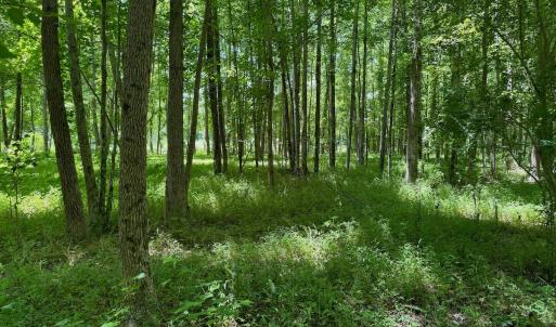 Photo #11 of SOLD property in 2910 Hills Neck Road, Emul, NC 1.9 acres