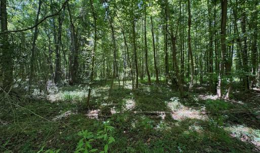 Photo #15 of SOLD property in 2910 Hills Neck Road, Emul, NC 1.9 acres
