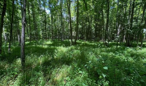 Photo #17 of SOLD property in 2910 Hills Neck Road, Emul, NC 1.9 acres