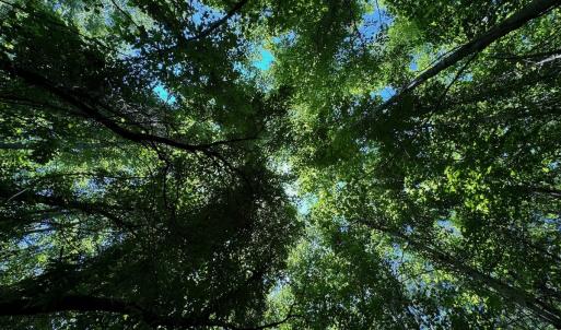 Photo #19 of SOLD property in 2910 Hills Neck Road, Emul, NC 1.9 acres