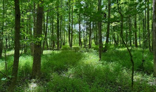 Photo #3 of SOLD property in 2910 Hills Neck Road, Emul, NC 1.9 acres