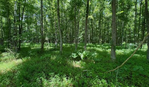 Photo #5 of SOLD property in 2910 Hills Neck Road, Emul, NC 1.9 acres