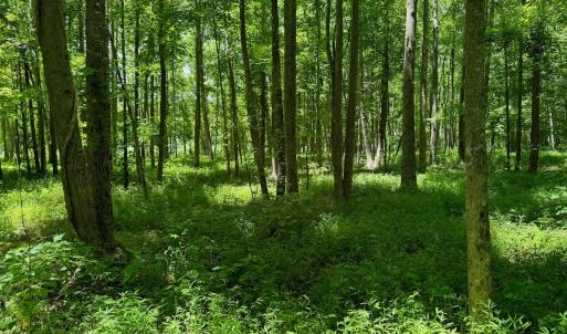 Photo #9 of SOLD property in 2910 Hills Neck Road, Emul, NC 1.9 acres