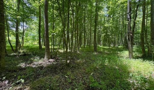 Photo #21 of SOLD property in 2910 Hills Neck Road, Emul, NC 1.9 acres