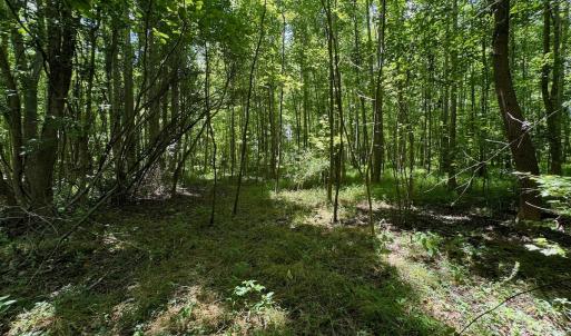 Photo #25 of SOLD property in 2910 Hills Neck Road, Emul, NC 1.9 acres