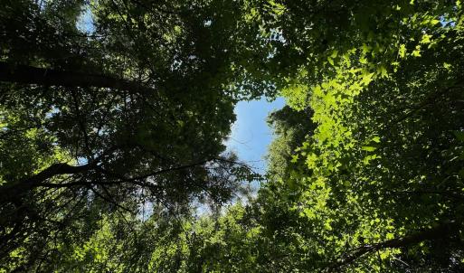 Photo #27 of SOLD property in 2910 Hills Neck Road, Emul, NC 1.9 acres
