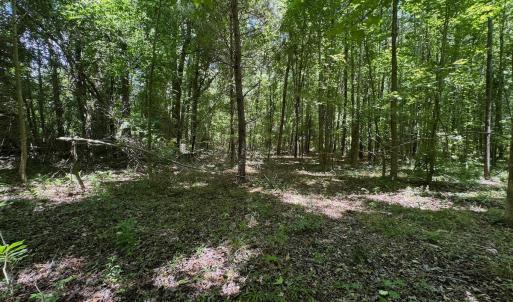 Photo #35 of SOLD property in 2910 Hills Neck Road, Emul, NC 1.9 acres