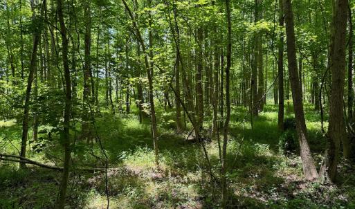 Photo #37 of SOLD property in 2910 Hills Neck Road, Emul, NC 1.9 acres