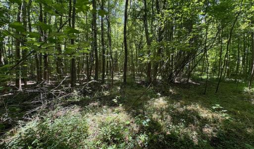 Photo #39 of SOLD property in 2910 Hills Neck Road, Emul, NC 1.9 acres