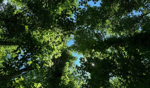 Photo #45 of SOLD property in 2910 Hills Neck Road, Emul, NC 1.9 acres