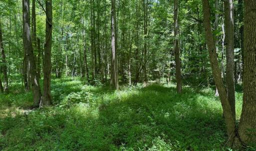 Photo #47 of SOLD property in 2910 Hills Neck Road, Emul, NC 1.9 acres