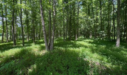 Photo #48 of SOLD property in 2910 Hills Neck Road, Emul, NC 1.9 acres