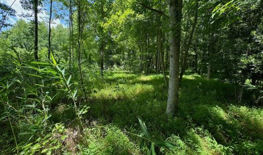 Photo #49 of SOLD property in 2910 Hills Neck Road, Emul, NC 1.9 acres