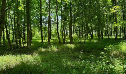 Photo #50 of SOLD property in 2910 Hills Neck Road, Emul, NC 1.9 acres