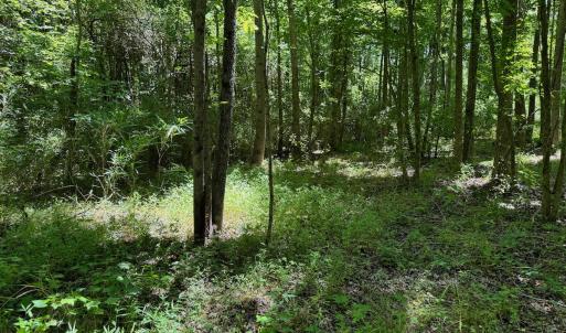 Photo #51 of SOLD property in 2910 Hills Neck Road, Emul, NC 1.9 acres