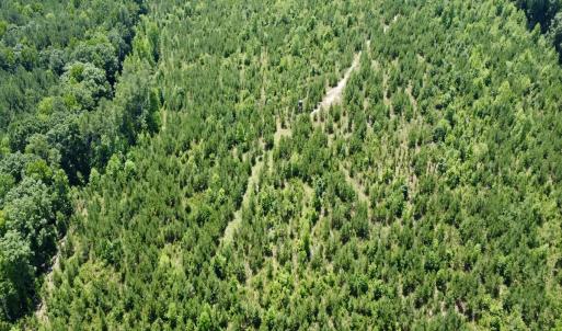Photo #13 of SOLD property in Off Cortez Morrison Rd, Broadway, NC 29.3 acres