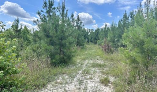 Photo #15 of SOLD property in Off Cortez Morrison Rd, Broadway, NC 29.3 acres
