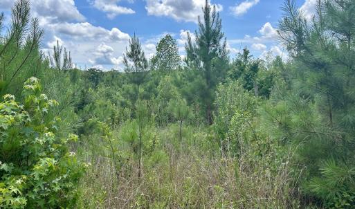 Photo #18 of SOLD property in Off Cortez Morrison Rd, Broadway, NC 29.3 acres