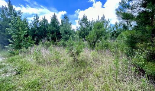 Photo #19 of SOLD property in Off Cortez Morrison Rd, Broadway, NC 29.3 acres