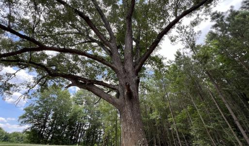Photo #23 of SOLD property in 8 Peachtree Hills Road, Spring Hope, NC 11.0 acres