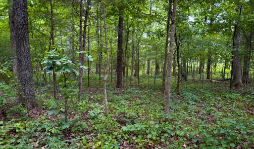 Photo #11 of SOLD property in Off Townsville Road - Lot 4B, Bullock, NC 18.8 acres
