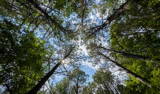 Photo #23 of SOLD property in Off Townsville Road - Lot 4B, Bullock, NC 18.8 acres