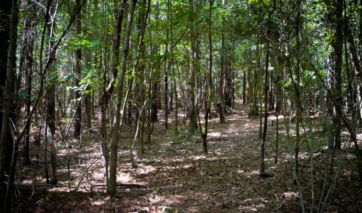 Photo #25 of SOLD property in Off Townsville Road - Lot 4B, Bullock, NC 18.8 acres
