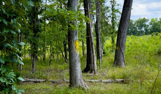 Photo #35 of SOLD property in Off Townsville Road - Lot 4B, Bullock, NC 18.8 acres
