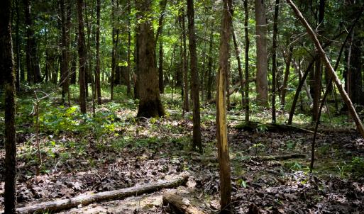 Photo #39 of SOLD property in Off Townsville Road - Lot 4B, Bullock, NC 18.8 acres