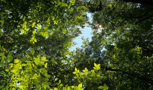 Photo #31 of SOLD property in 196 Collin Drive, Roxboro, NC 1.5 acres