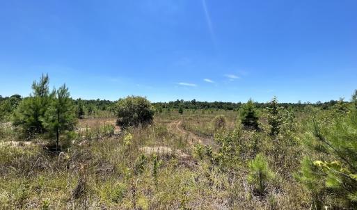 Photo #16 of SOLD property in 03 Josey Williams Road, Erwin, NC 11.0 acres