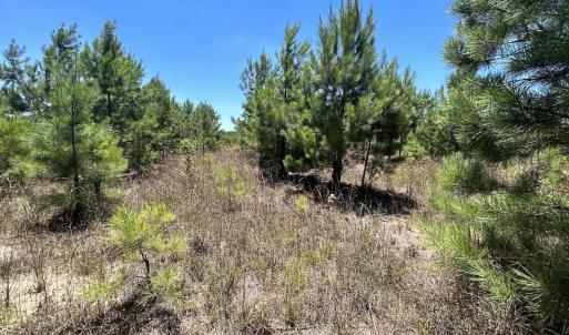 Photo #17 of SOLD property in 03 Josey Williams Road, Erwin, NC 11.0 acres