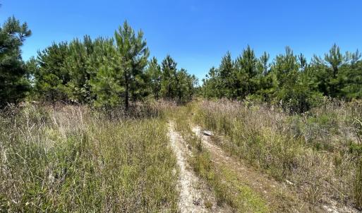Photo #18 of SOLD property in 03 Josey Williams Road, Erwin, NC 11.0 acres