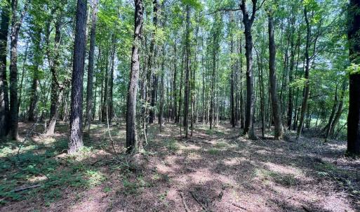 Photo #11 of SOLD property in Off Woodruff Rd, Selma, NC 42.0 acres