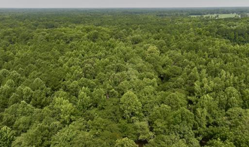 Photo #12 of SOLD property in Off Woodruff Rd, Selma, NC 42.0 acres