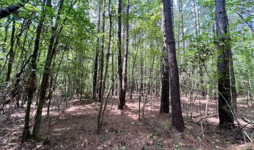 Photo #10 of SOLD property in Off Woodruff Rd, Selma, NC 42.0 acres