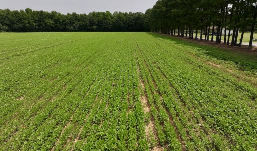 Photo #24 of SOLD property in Off Woodruff Rd, Selma, NC 42.0 acres