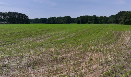 Photo #27 of SOLD property in Off Woodruff Rd, Selma, NC 42.0 acres