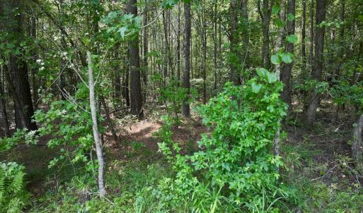 Photo #31 of SOLD property in Off Woodruff Rd, Selma, NC 42.0 acres