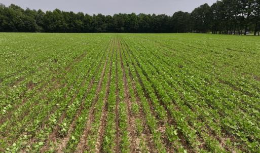 Photo #37 of SOLD property in Off Woodruff Rd, Selma, NC 42.0 acres