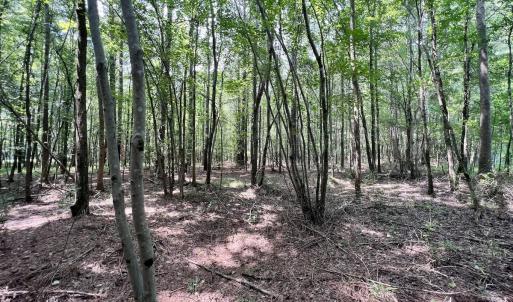 Photo #38 of SOLD property in Off Woodruff Rd, Selma, NC 42.0 acres