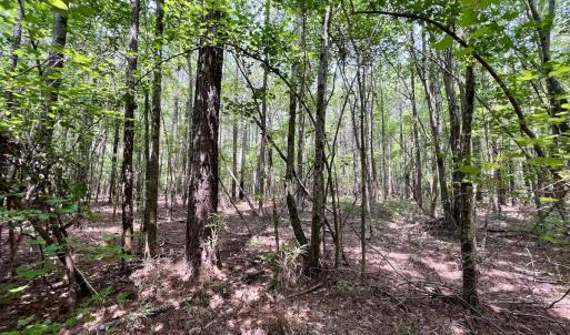 Photo #39 of SOLD property in Off Woodruff Rd, Selma, NC 42.0 acres