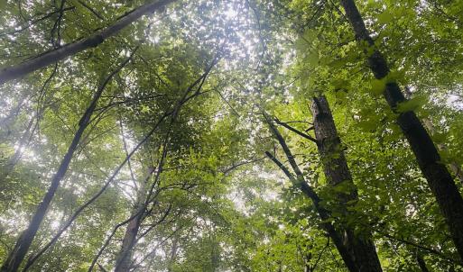 Photo #47 of SOLD property in Off Woodruff Rd, Selma, NC 42.0 acres