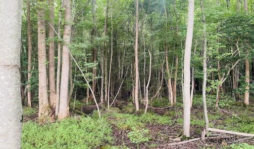 Photo #48 of SOLD property in Off Woodruff Rd, Selma, NC 42.0 acres