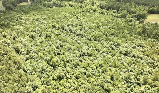 Photo #24 of SOLD property in Off Evans Farm Road, Hollister, NC 27.8 acres