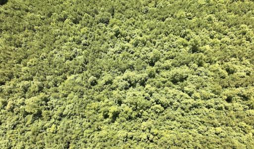 Photo #25 of SOLD property in Off Evans Farm Road, Hollister, NC 27.8 acres