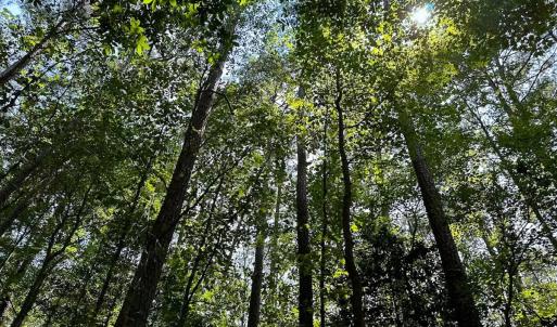 Photo #4 of SOLD property in Ivor Rd, Courtland, VA 202.0 acres