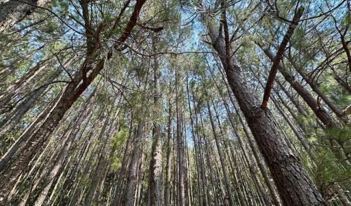 Photo #14 of SOLD property in Ivor Rd, Courtland, VA 202.0 acres