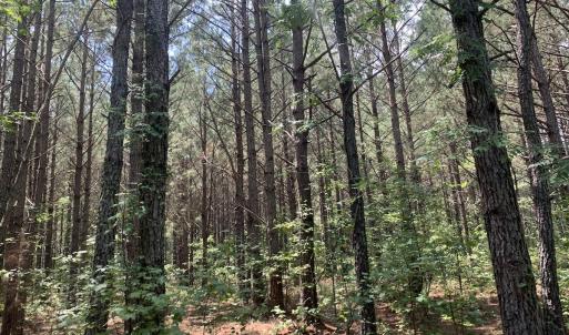 Photo #48 of SOLD property in 30503 Camp Parkway, Courtland, VA 77.2 acres